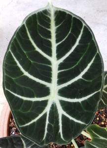 Alocasia reginula