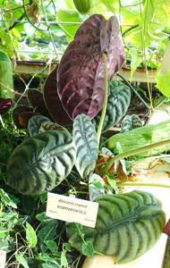 Alocasia cuprea