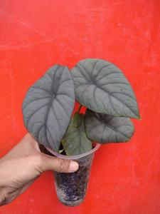 Alocasia reginae