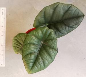 Alocasia reginae