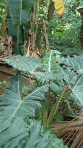 Alocasia sanderiana