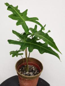Alocasia portei