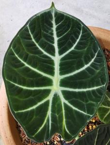 Alocasia reginula