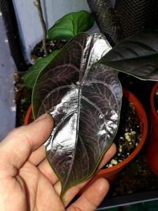 Alocasia azlanii