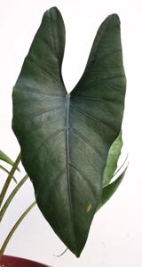 Alocasia ridleyi