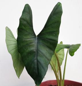 Alocasia ridleyi