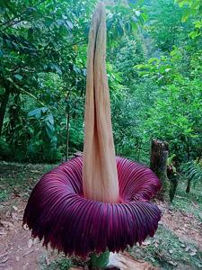 Amorphophallus titanum