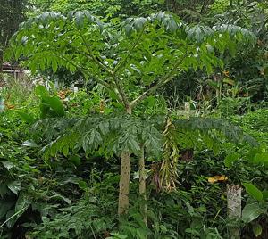Amorphophallus paeoniifolius