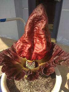 Amorphophallus paeoniifolius