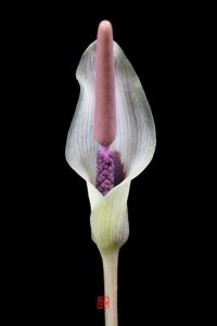 Amorphophallus ongsakulii