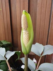 Amorphophallus glaucophyllus