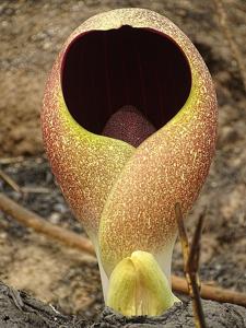 Amorphophallus dracontioides