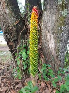 Amorphophallus paeoniifolius