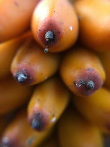 Amorphophallus paeoniifolius