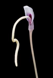 Amorphophallus claudelii