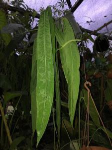 Anthurium pallidiflorum