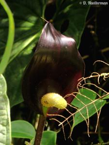 Anthurium atramentarium