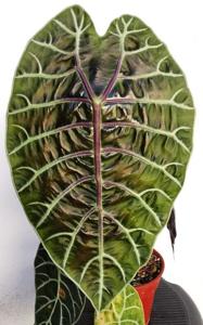 Alocasia longiloba