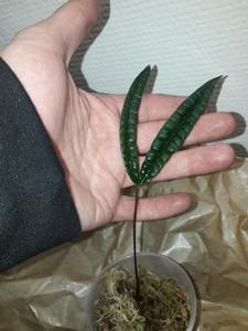 Anthurium cutucuense