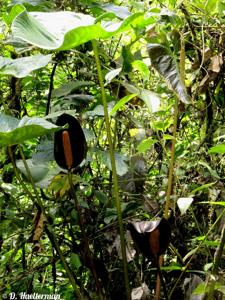 Anthurium atramentarium