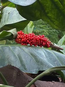 Anthurium cubense