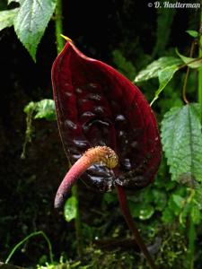 Anthurium caramantae