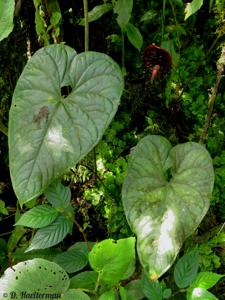 Anthurium caramantae
