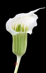 Arisaema candidissimum