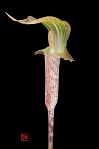 Arisaema nepenthoides