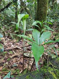 Arisaema filiforme