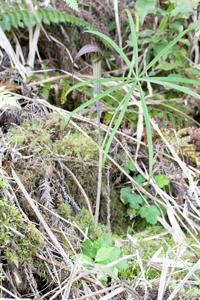 Arisaema formosanum