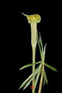 Arisaema erubescens