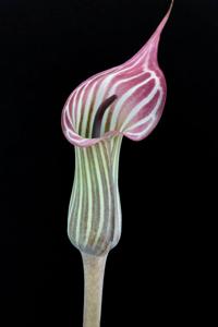 Arisaema candidissimum