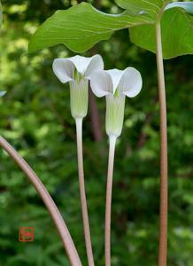 Arisaema candidissimum