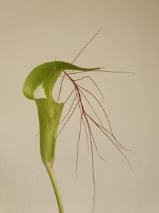 Arisaema victoriae