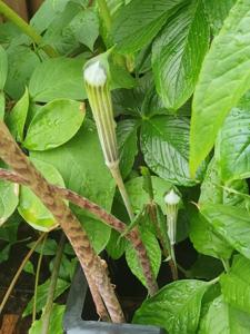 Arisaema attenuatum