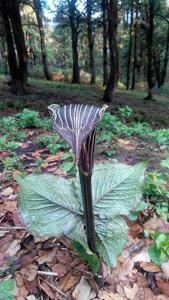 Arisaema speciosum
