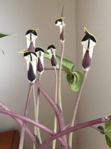 Arisaema averyanovii