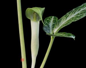 Arisaema decipiens
