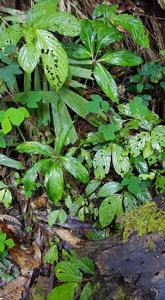 Arisaema filiforme