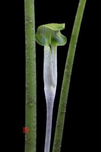 Arisaema roxburghii