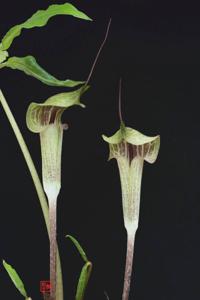 Arisaema macrospathum
