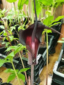 Arisaema thunbergii subsp. urashima