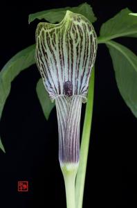 Arisaema inaense