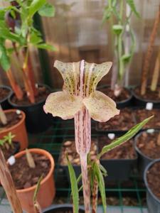 Arisaema nepenthoides