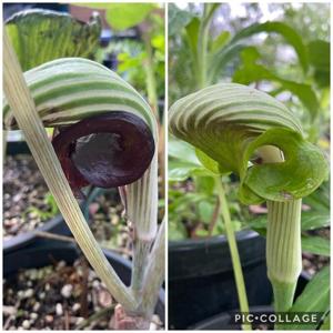 Arisaema ringens