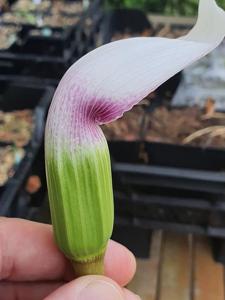 Arisaema murrayi