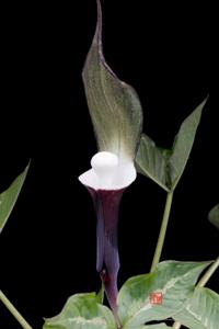 Arisaema sikokianum