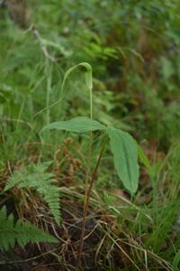 Arisaema prazeri