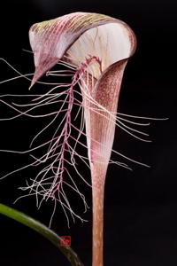 Arisaema lihengianum
